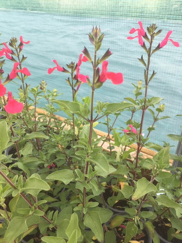 Sage: Blackcurrant (Salvia microphylla) - The Culinary Herb Company