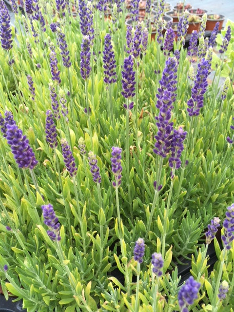 planting blue spear lavender Lavender: Blue Spear (Lavandula angustifolia)