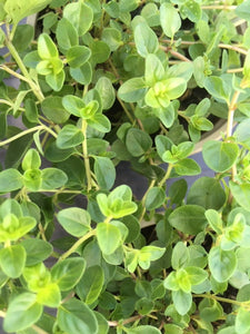 Thyme: Broad Leaf (Thymus pulegioides) - The Culinary Herb Company