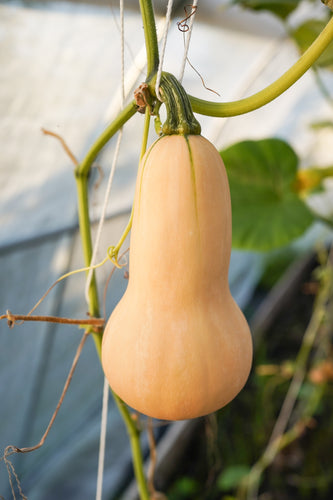 Butternut Squash (Hunter F1) - Culinary Herb Co.