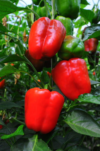 Sweet Pepper (Californian Wonder) - Culinary Herb Co.