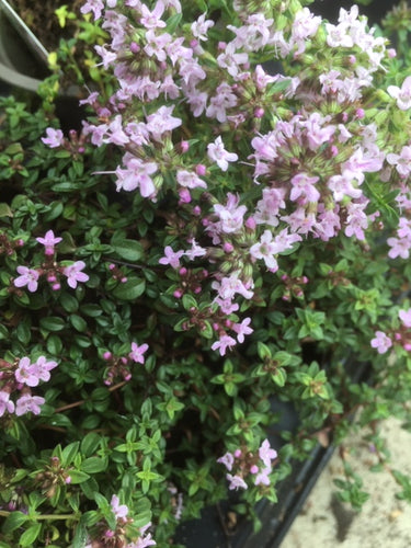 Thyme: Caraway Scented (Herba barona) - The Culinary Herb Company