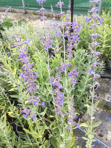 Mint: Cat Mint (Nepeta racemosa) - The Culinary Herb Company