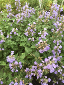 Mint: Cat Mint Purrsian Blue (Napeta faassenii) - The Culinary Herb Company