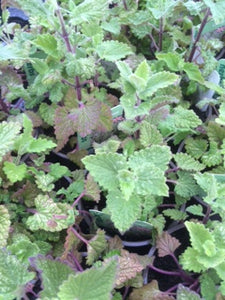Catnip (Nepeta cataria) - The Culinary Herb Company