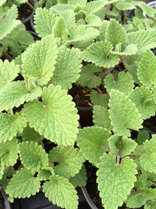 Catnip, Lemon (Nepeta cataria 'Citriodora)