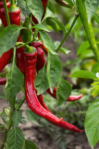 Chilli Pepper (Cayenne)