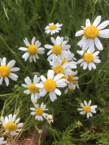 Chamomile (Chamaemelum nobile) - The Culinary Herb Company