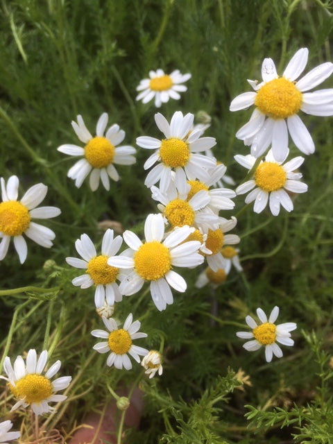 Chamomile (Chamaemelum nobile) - The Culinary Herb Company