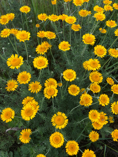 Chamomile: Dyres (Anthemis tinctoria) - The Culinary Herb Company