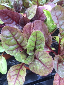 Chard: Red (Beta vulgaris) - The Culinary Herb Company