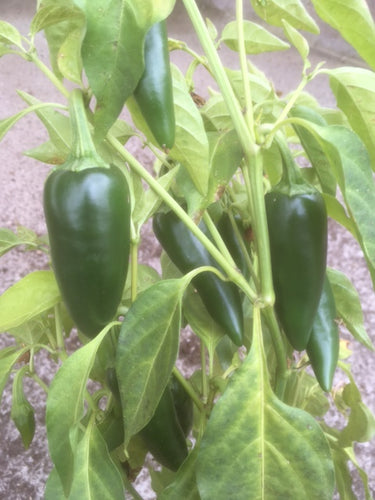 Chilli Pepper (Jalapeno) - Culinary Herb Co.