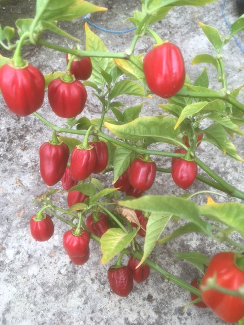 Chilli Pepper (Red Scotch Bonnet)