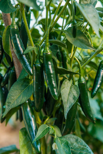 Chilli Pepper (Serrano) - Culinary Herb Co.