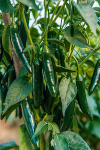 Chilli Pepper (Serrano) - Culinary Herb Co.