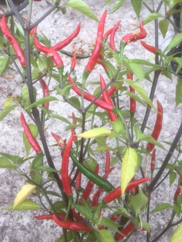 Chilli Pepper (Thai Bird's Eye) - Culinary Herb Co.