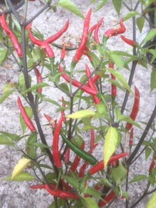 Chilli Pepper (Thai Bird's Eye) - Culinary Herb Co.