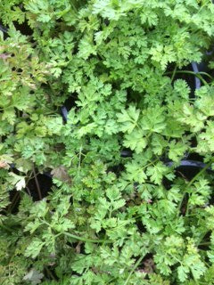 Chervil (Anthriscus cerefolium) - The Culinary Herb Company