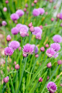 Chives (Allium schoenoprasum) - The Culinary Herb Company