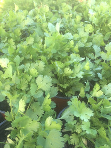 Coriander (Coriandrum sativum) - The Culinary Herb Company