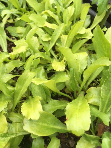 Coriander: Mexican (Eryngium foetidum) - Culinary Herb Co.