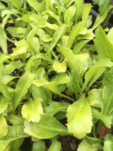 Coriander: Mexican (Eryngium foetidum) - Culinary Herb Co.