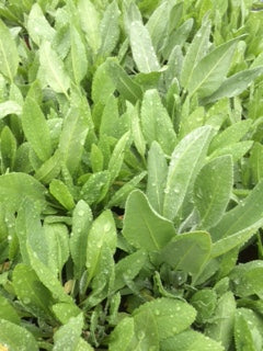 Costmary (Tanacetum balsamita)