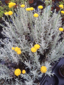 Lavender: Cotton (Santolina chamaecyparissus) - Culinary Herb Co.