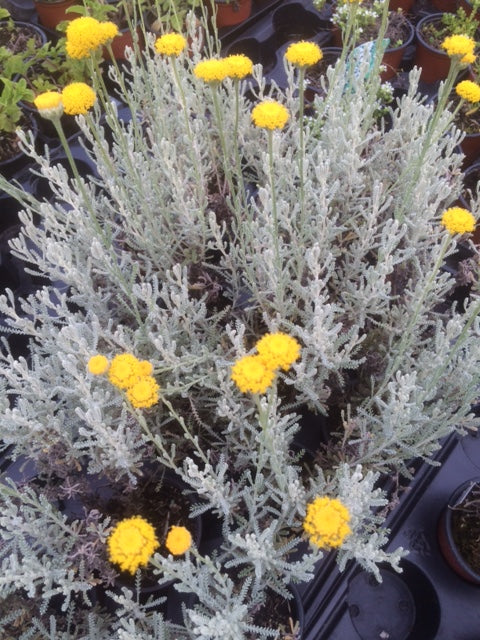 Lavender: Cotton (Santolina chamaecyparissus) - Culinary Herb Co.