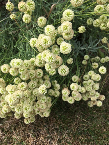Lavender: Cotton Neapolitana (Santolina pinnata subsp. neapolitana) - Culinary Herb Co.