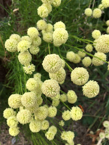 Lavender: Cotton Viridis (Santolina rosmarinifolia subsp. rosmarinifolia)