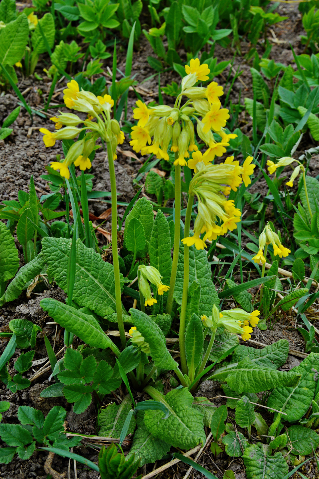 Cowslip (Primula veris) - The Culinary Herb Company