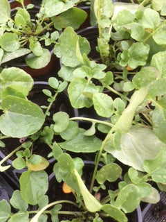 Cress (Barbarea verna) - The Culinary Herb Company