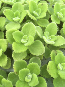 oregano succulent plant Oregano: Cuban - Buy Oregano Plants Online