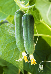 Cucumber (Burpless Tasty Green) - Culinary Herb Co.