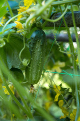 Cucumber gherkin (Cornichon de Paris)