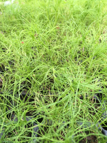 Cumin (Cuminum cyminum) - Culinary Herb Co.