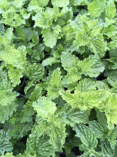 Mint: Curly (Mentha spicata var. crispa) - The Culinary Herb Company