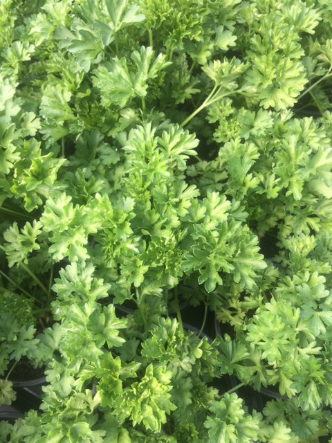 Parsley: Curled (Petroselinum crispum) - The Culinary Herb Company