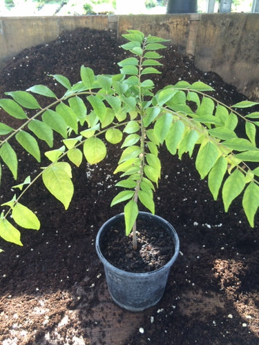 Curry Leaf (Murraya koenigii) - The Culinary Herb Company