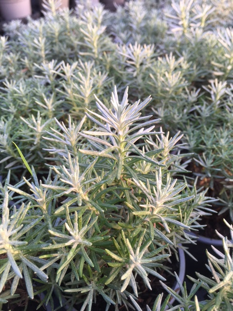 Curry Plant: Dartington (Helichrysum italicum ‘Dartington’)