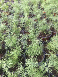 Dill (Anethum graveolens) - The Culinary Herb Company