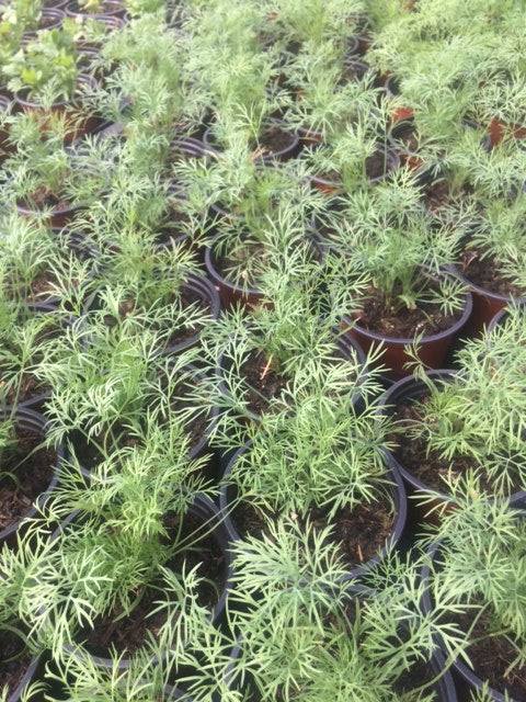 Dill (Anethum graveolens) - The Culinary Herb Company