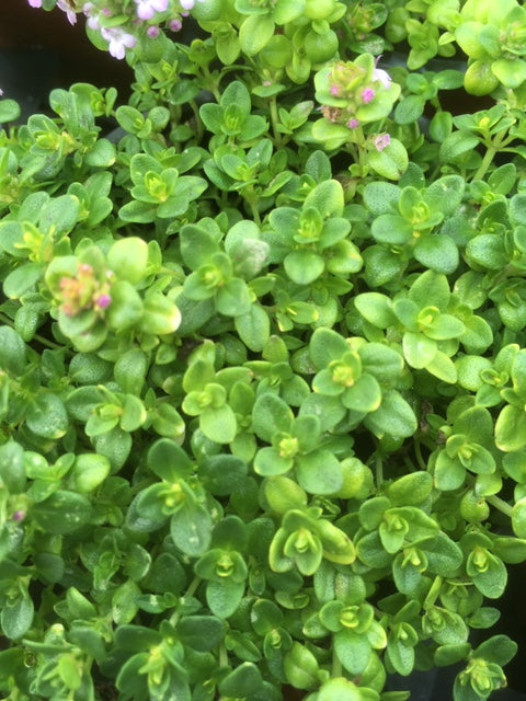 Thyme: Doone Valley (Thymus 'Doone Valley') - The Culinary Herb Company