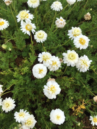 Chamomile: Double Flowering (Chamaemelum nobile 'Flore Pleno') - The Culinary Herb Company