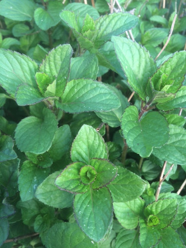 Mint: Eau de Cologne (Mentha x piperita f. citrata) - The Culinary Herb Company