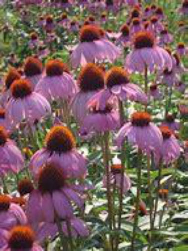 Echinacea Purpurea (Echinacea purpurea 'Purple Coneflower') - The Culinary Herb Company