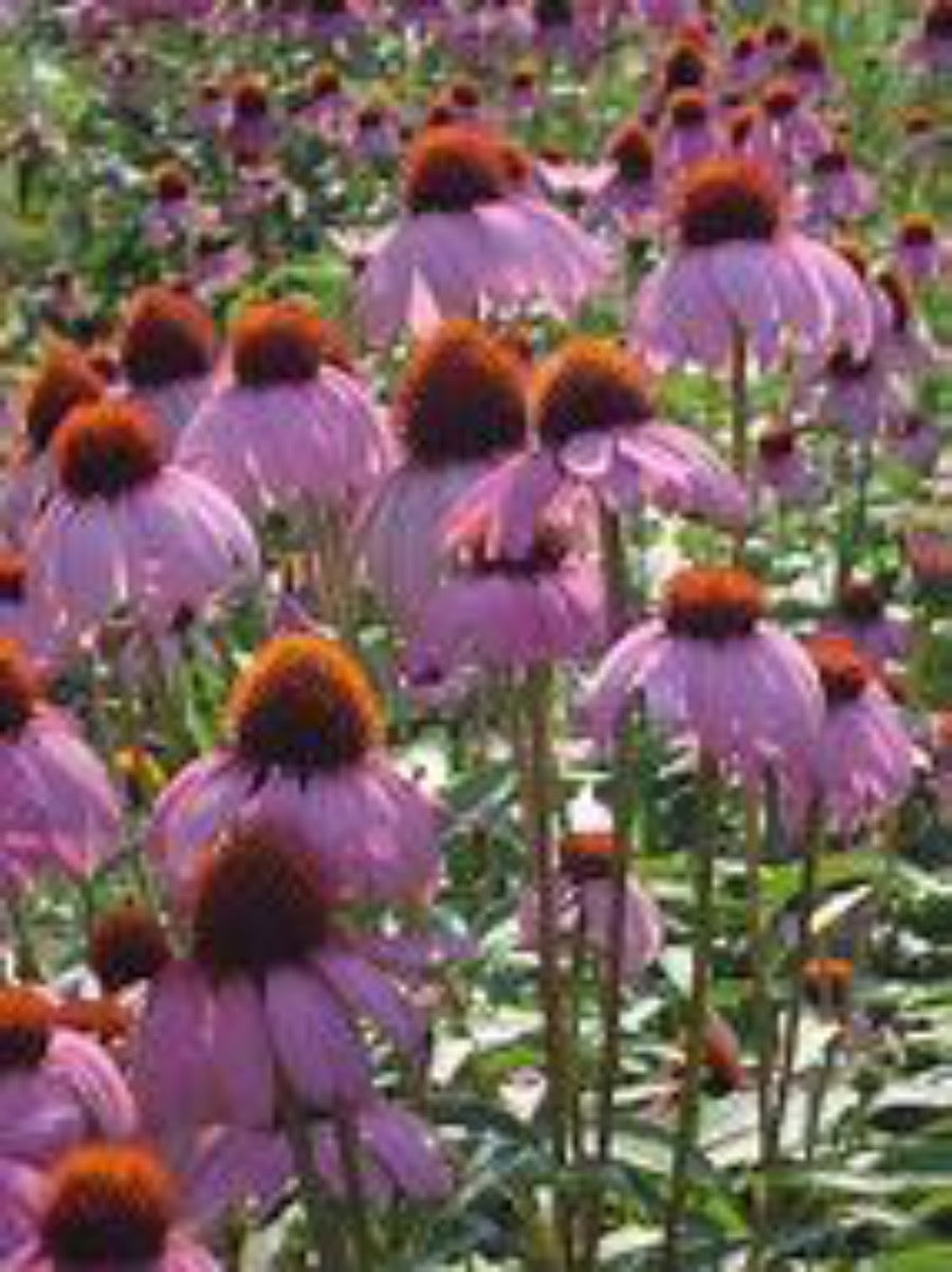 Echinacea Purpurea (Echinacea purpurea 'Purple Coneflower') - The Culinary Herb Company