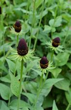 Echinacea Green Wizard (Rudbeckia occidentalis) - The Culinary Herb Company