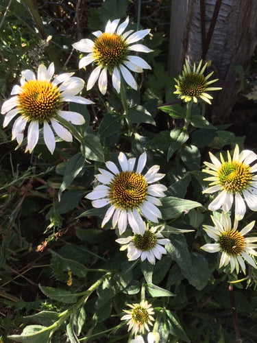 Echinacea White Swan (Echinacea purpurea 'White Swan') - The Culinary Herb Company